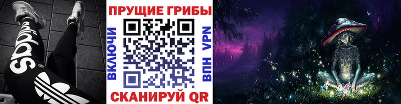 как найти наркотики  Сальск  Псилоцибиновые грибы Cubensis 