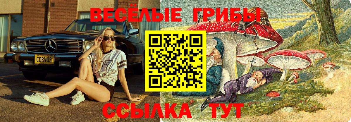 Сальск  Галлюциногенные грибы Cubensis  Вход с VPN 